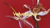 Video thumbnail Velvet Love