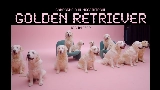 Video thumbnail golden retriever