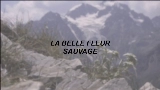 Video thumbnail La Belle Fleur Sauvage